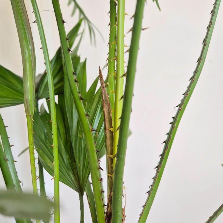 Palma Liwistona okrągłolistna (Livistona rotundifolia) 75cm