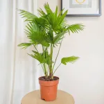 Palma Liwistona okrągłolistna (Livistona rotundifolia) 75cm