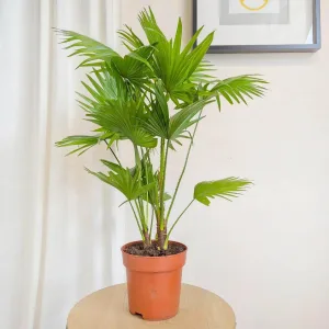 Palma Liwistona okrągłolistna (Livistona rotundifolia) 75cm