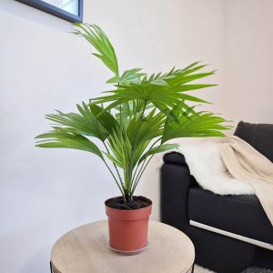 Palma Liwistona okrągłolistna (Livistona rotundifolia) 55cm