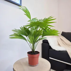 Palma Liwistona okrągłolistna (Livistona rotundifolia) 55cm