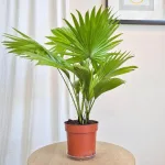 Palma Liwistona okrągłolistna (Livistona rotundifolia) 55cm