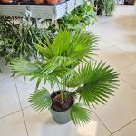 Palma Liwistona okrągłolistna (Livistona rotundifolia) 75cm