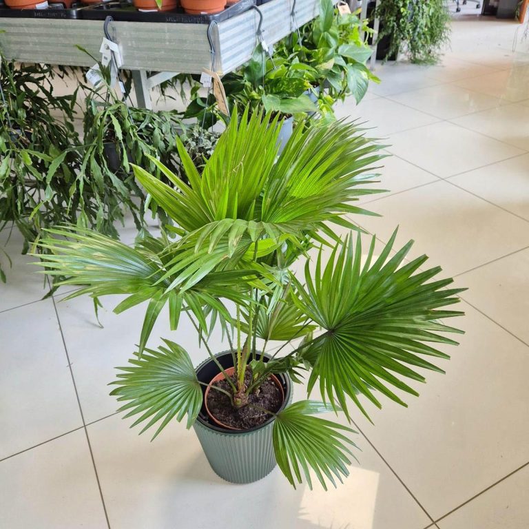 Palma Liwistona okrągłolistna (Livistona rotundifolia) 75cm