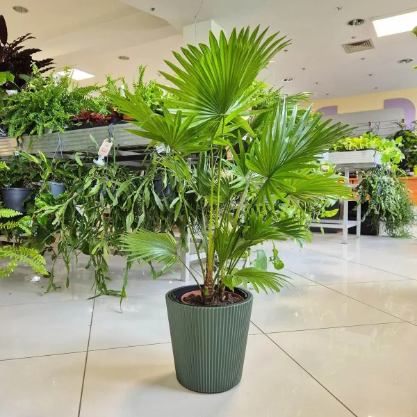 Palma Liwistona okrągłolistna (Livistona rotundifolia) 75cm