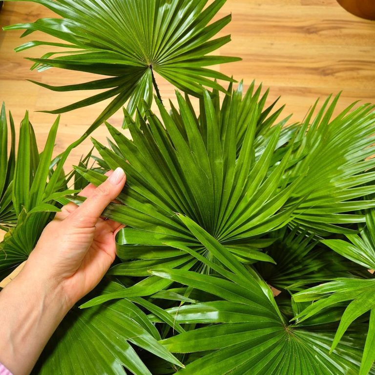 Palma Liwistona okrągłolistna (Livistona rotundifolia) 75cm