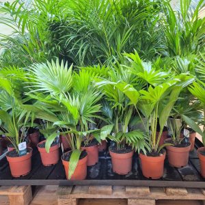 Palma Liwistona okrągłolistna (Livistona rotundifolia) 55cm