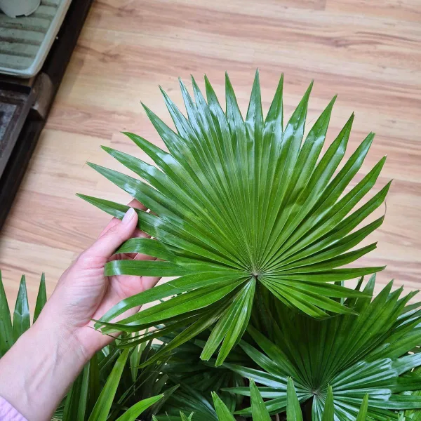 Palma Liwistona okrągłolistna (Livistona rotundifolia) 75cm