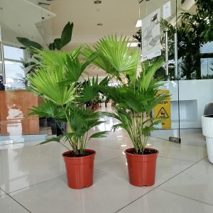 Palma Liwistona okrągłolistna (Livistona rotundifolia) 80cm