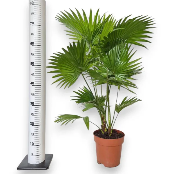 Palma Liwistona okrągłolistna (Livistona rotundifolia) 75cm