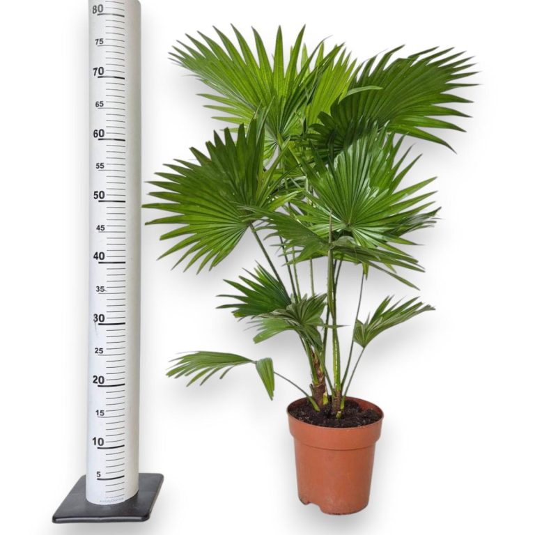 Palma Liwistona okrągłolistna (Livistona rotundifolia) 75cm
