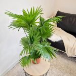 Palma Liwistona okrągłolistna (Livistona rotundifolia) 75cm