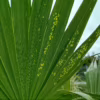 Palma Waszyngtonia (Washingtonia robusta) 200-220cm