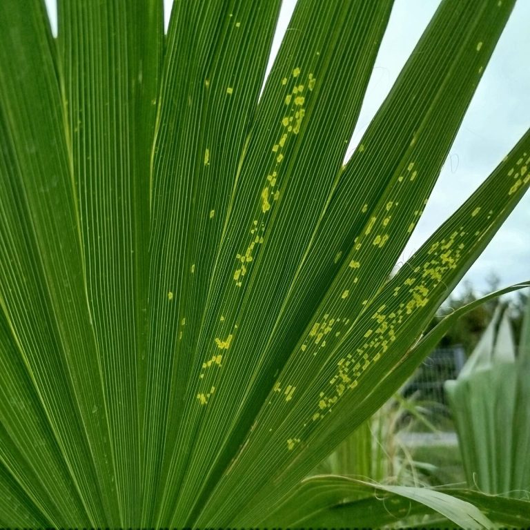 Palma Waszyngtonia (Washingtonia robusta) 220cm