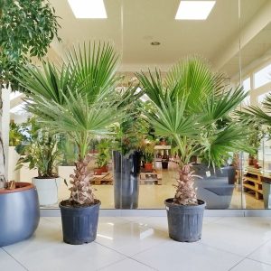 Palma Waszyngtonia (Washingtonia robusta) 165cm