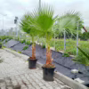 Palma Waszyngtonia (Washingtonia robusta) 200-220cm