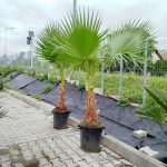 Palma Waszyngtonia (Washingtonia robusta) 220cm