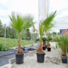 Palma Waszyngtonia (Washingtonia robusta) 200-220cm