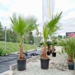 Palma Waszyngtonia (Washingtonia robusta) 220cm