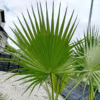 Palma Waszyngtonia (Washingtonia robusta) 200-220cm