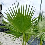 Palma Waszyngtonia (Washingtonia robusta) 220cm