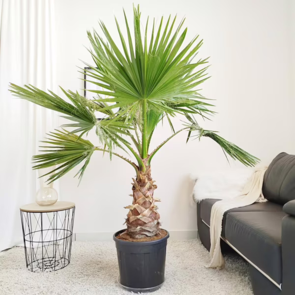 Palma Waszyngtonia (Washingtonia robusta) 160-170cm