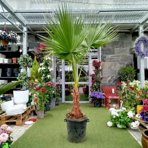 Palma Waszyngtonia (Washingtonia robusta) 220cm