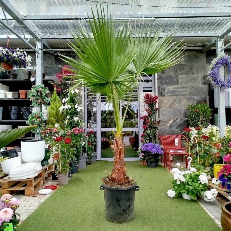 Palma Waszyngtonia (Washingtonia robusta) 220cm