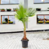Palma Waszyngtonia (Washingtonia robusta) 200-220cm