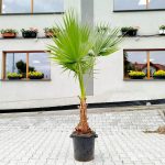 Palma Waszyngtonia (Washingtonia robusta) 220cm