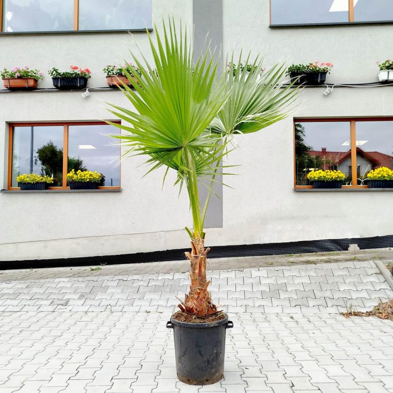 Palma Waszyngtonia (Washingtonia robusta) 220cm