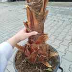 Palma Waszyngtonia (Washingtonia robusta) 220cm