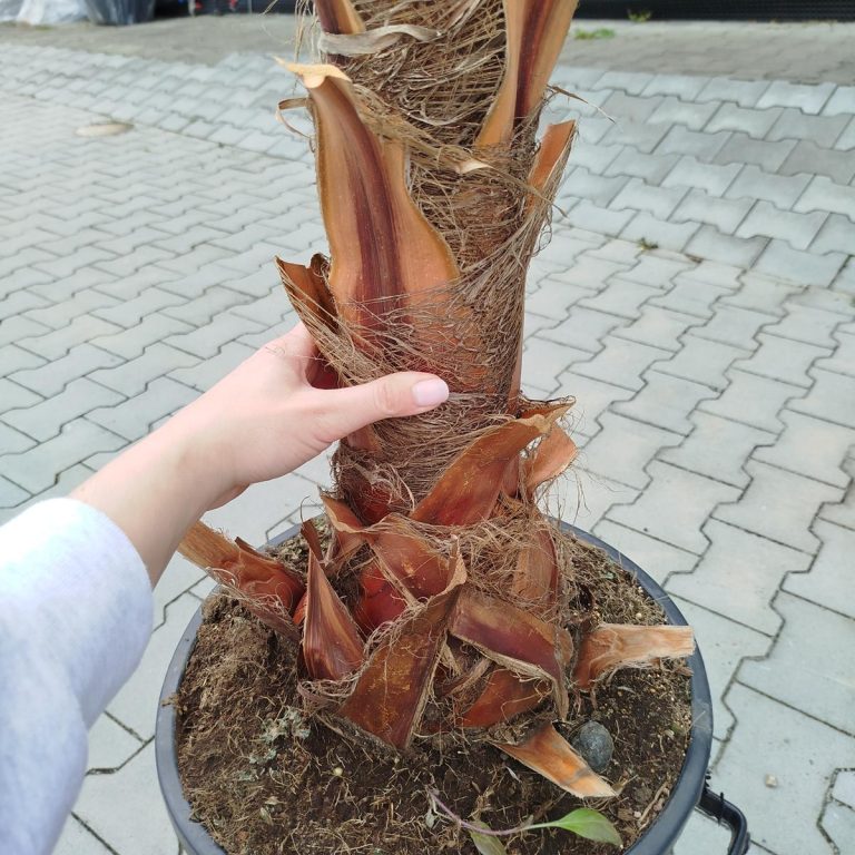 Palma Waszyngtonia (Washingtonia robusta) 220cm