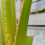 Palma Waszyngtonia (Washingtonia robusta) 220cm