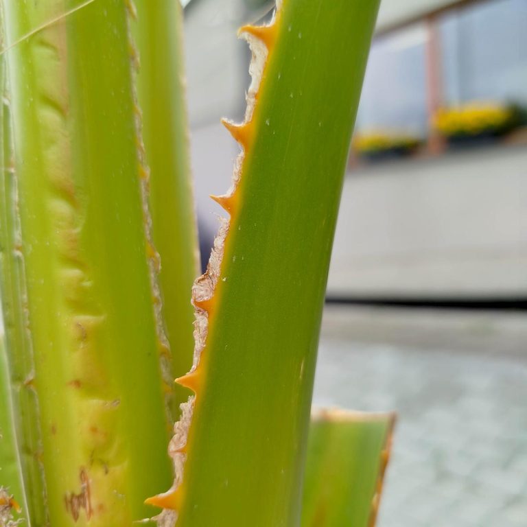 Palma Waszyngtonia (Washingtonia robusta) 220cm