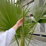 Palma Waszyngtonia (Washingtonia robusta) 220cm