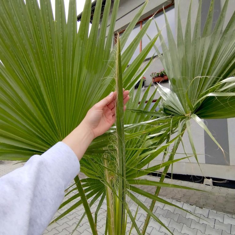 Palma Waszyngtonia (Washingtonia robusta) 220cm