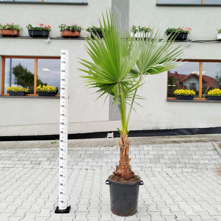 Palma Waszyngtonia (Washingtonia robusta) 220cm