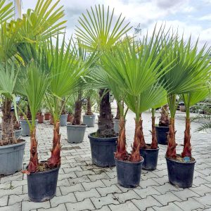 Palma Waszyngtonia nitkowata (Washingtonia filifera) 150cm