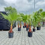 Palma Waszyngtonia nitkowata (Washingtonia filifera) 130cm