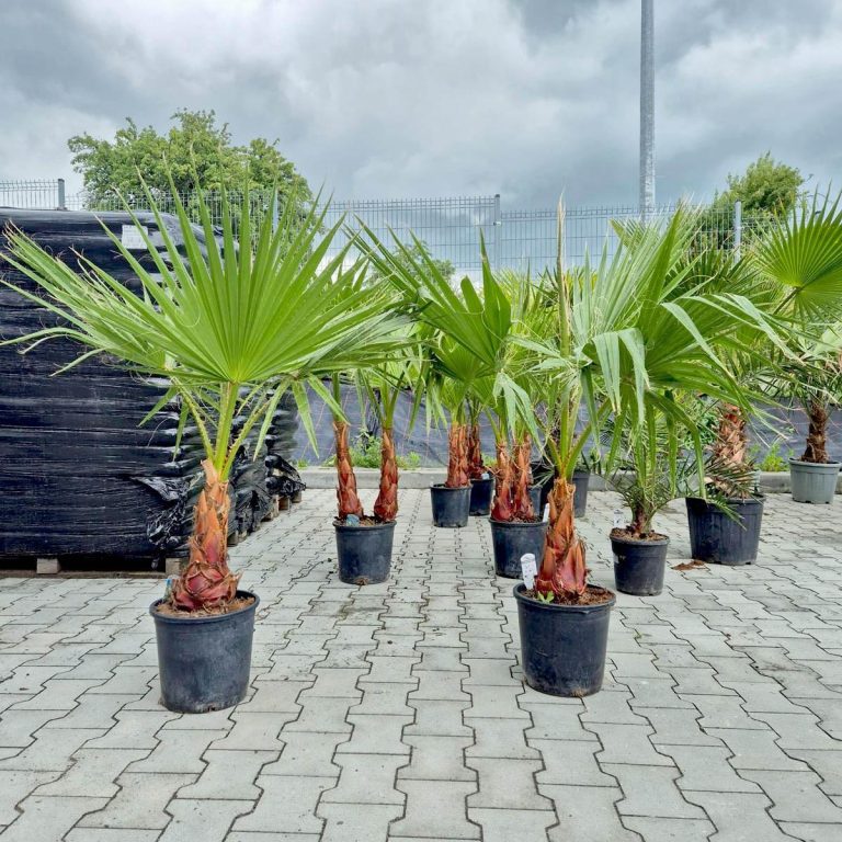 Palma Waszyngtonia nitkowata (Washingtonia filifera) 130cm
