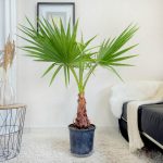 Palma Waszyngtonia nitkowata (Washingtonia filifera) 130cm