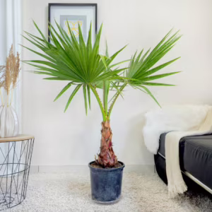 Palma Waszyngtonia nitkowata (Washingtonia filifera) 130cm