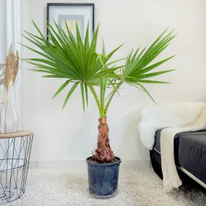 Palma Waszyngtonia nitkowata (Washingtonia filifera) 130cm