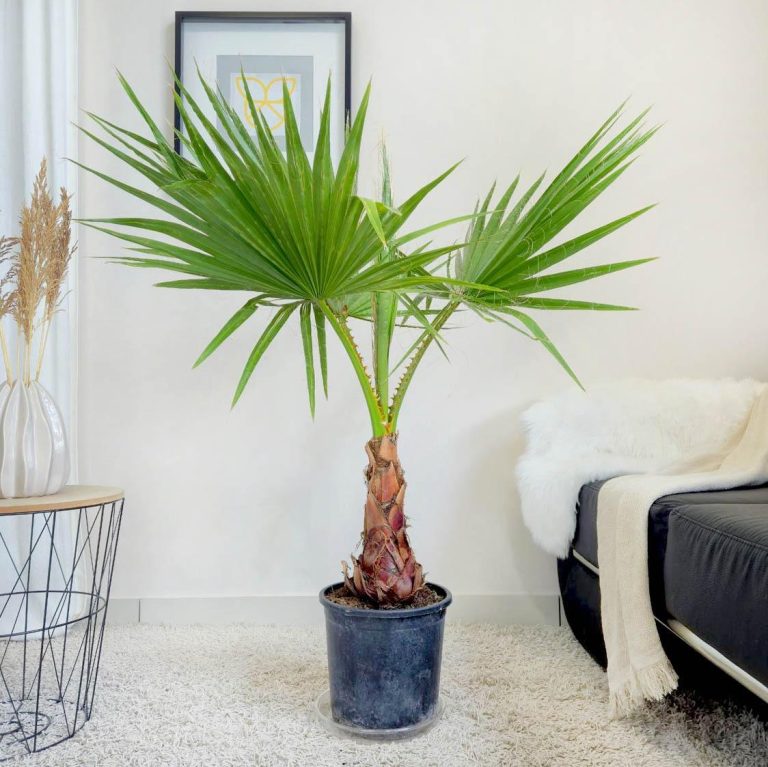 Palma Waszyngtonia nitkowata (Washingtonia filifera) 130cm