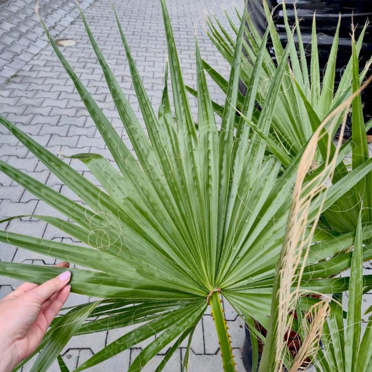 Palma Waszyngtonia nitkowata (Washingtonia filifera) 130cm