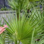 Palma Waszyngtonia nitkowata (Washingtonia filifera) 130cm