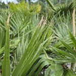 Palma Waszyngtonia nitkowata (Washingtonia filifera) 130cm