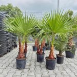 Palma Waszyngtonia nitkowata (Washingtonia filifera) 130cm