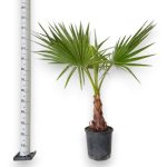 Palma Waszyngtonia nitkowata (Washingtonia filifera) 130cm